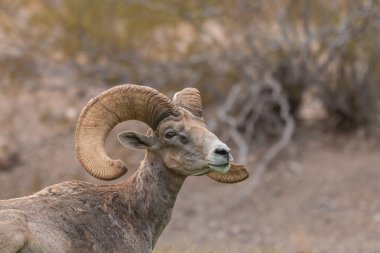 çöl bighorn koyun ram