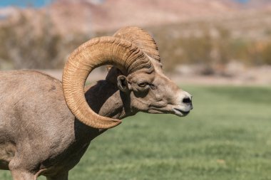 çöl bighorn koyun ram