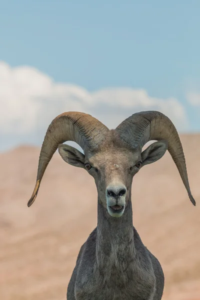 Rama di pecora del Bighorn del deserto — Foto Stock