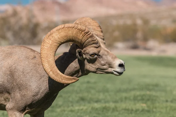 沙漠大角羊羊 ram — 图库照片