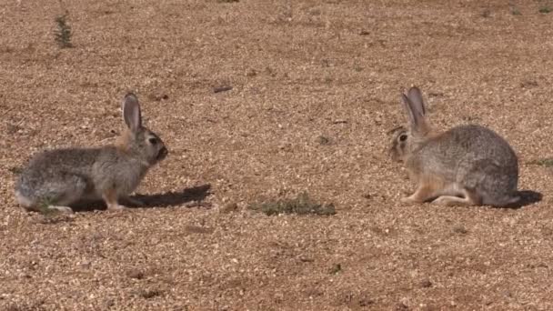 Tavşan tavşan yüzü kapalı — Stok video