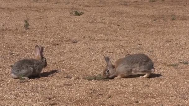 Cottontail κουνέλι που πρόσωπο μακριά — Αρχείο Βίντεο