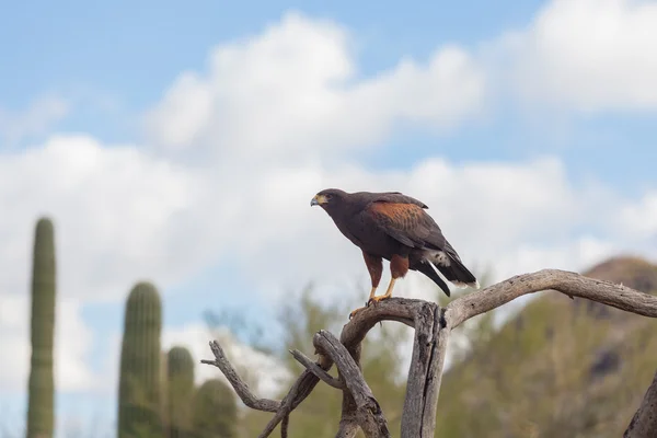 Harris Hawk in theDesert — Stock Photo, Image