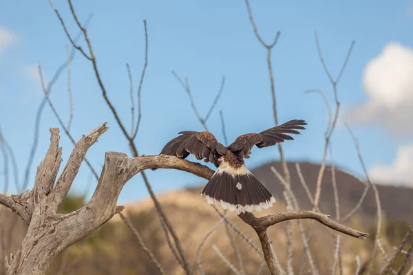 荒野でハリス鷹 — ストック写真