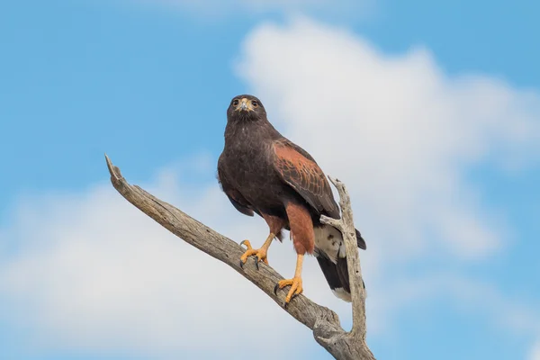 Harris Hawk in theDesert — Stock Photo, Image