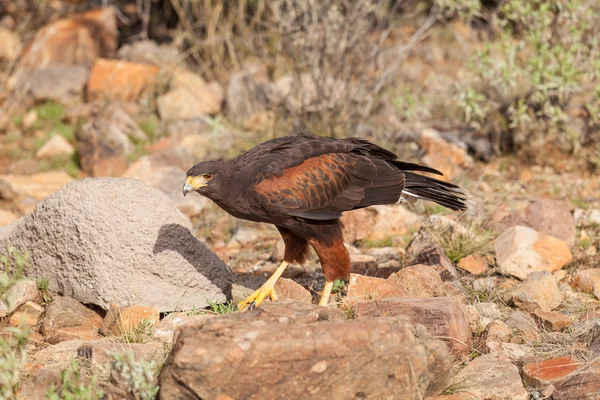 Harris Hawk in theDesert — Stock Photo, Image