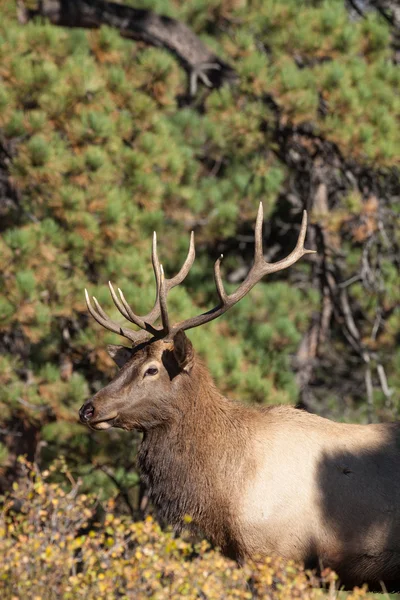 Bull Elk Portrait — Stock Photo, Image