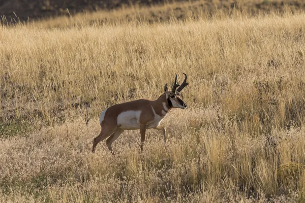 Antylopa pronghornowa Buck — Zdjęcie stockowe