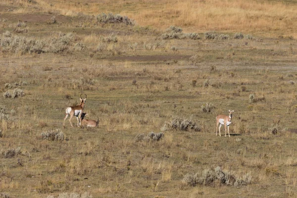 Rutting Gaffelbok Antelope — Stockfoto