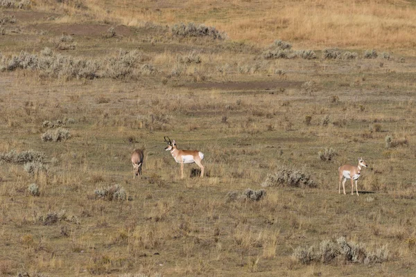 Antilope de Pronghorn Rutting — Photo