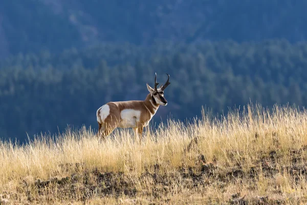 Pronghorn Antelope Buck — Stock Photo, Image