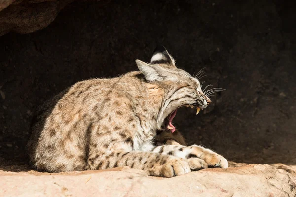 Um bonito Bobcat — Fotografia de Stock