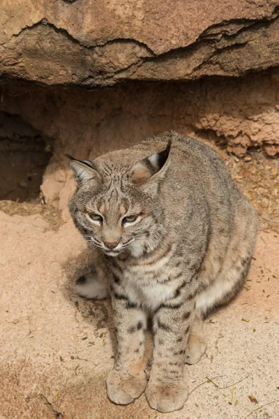 Um bonito Bobcat — Fotografia de Stock