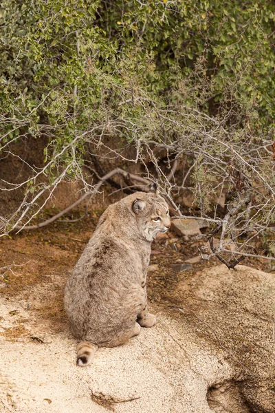 かわいいボブキャット — ストック写真