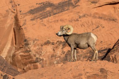 çöl bighorn koyun ram