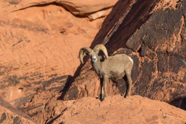 çöl bighorn koyun ram