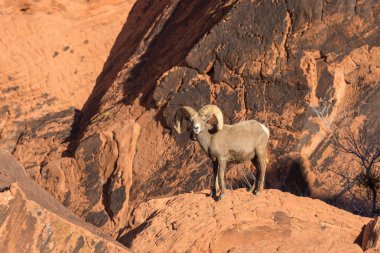 çöl bighorn koyun ram