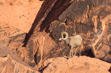 çöl bighorn koyun ram