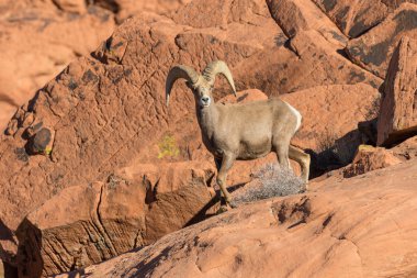çöl bighorn koyun ram