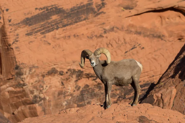 砂漠の bighorn ヒツジの ram — ストック写真