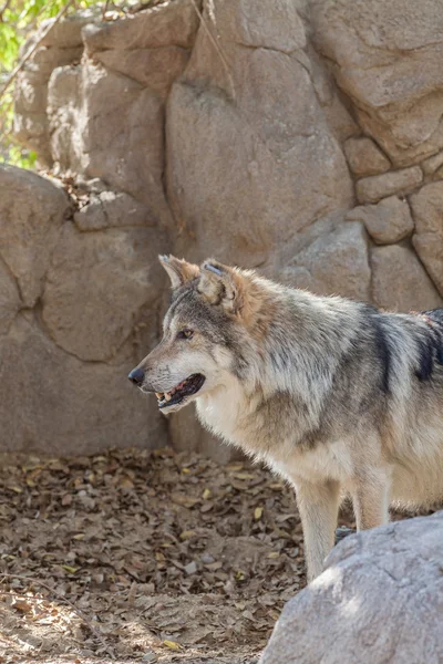 Lobo gris mexicano — Foto de Stock