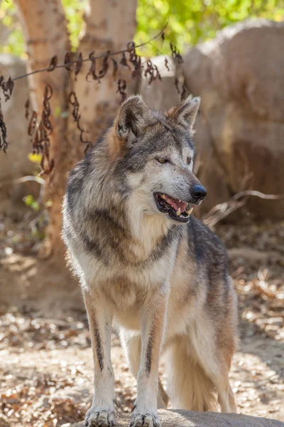 Lobo gris mexicano —  Fotos de Stock