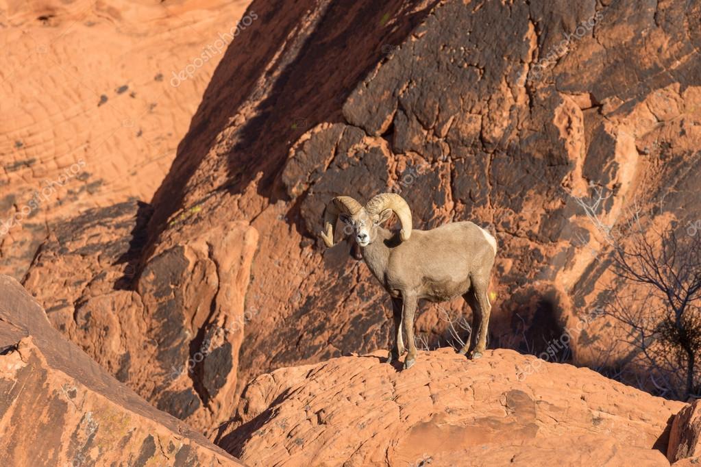 bighorn chat Bighorn sheep royalty free stock illustrations big collection of cliparts, vectors, illustration and vector arts. bighorn chat Bighorn sheep royalty free stock illustrations big collection of cliparts, vectors, illustration and vector arts.