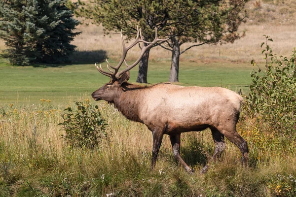 Bull Elk in Fall — Stock Photo, Image