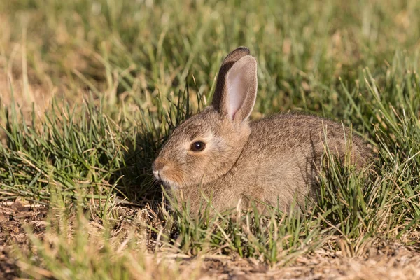 Χαριτωμένο μωρό κουνέλι Cottontail — Φωτογραφία Αρχείου