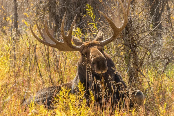 Bull moose in herfst — Stockfoto