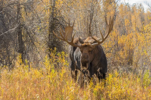 Лося Bull восени — стокове фото