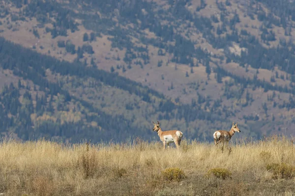 Pronghorn Antelope dělá — Stock fotografie