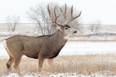  Mule Deer Buck in Snow clipart