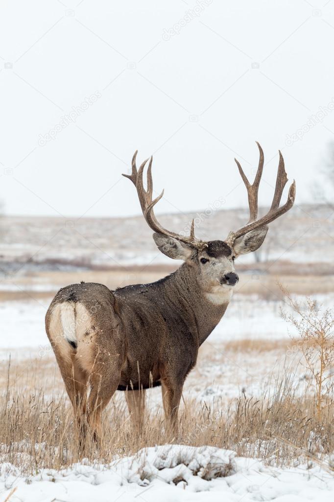 Mule Deer Buck in Snow — Stock Photo © twildlife 107371352