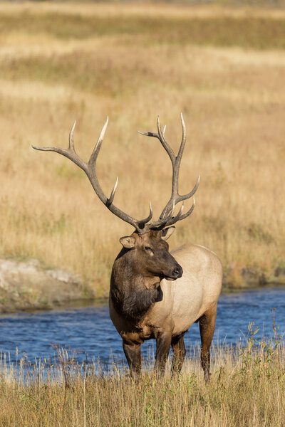 Bull Elk in the Fall Rut