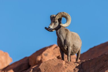 çöl bighorn koyun ram