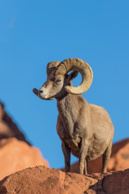 çöl bighorn koyun ram