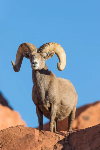 Desert Bighorn Sheep Ram — Stock Photo, Image