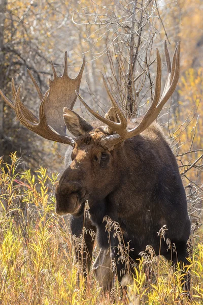 Bull moose in herfst — Stockfoto