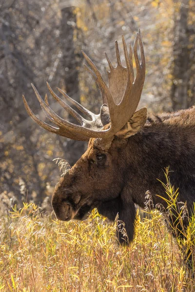 Bull moose in herfst — Stockfoto