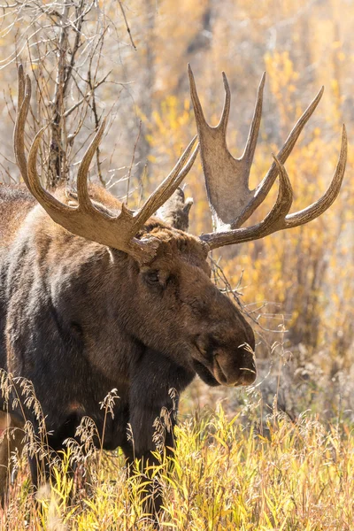 Bull moose in herfst — Stockfoto