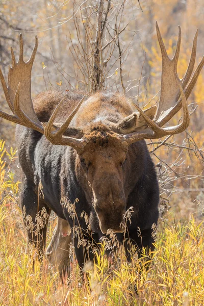 Bull Moose in Fall — Stok Foto