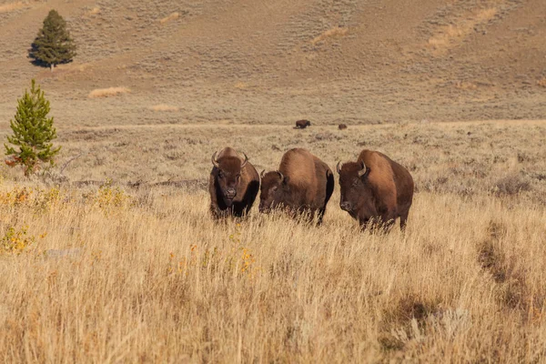 Bison a Yellowstone — Foto Stock