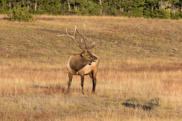 Bull Elk Bugling — Stock Photo, Image