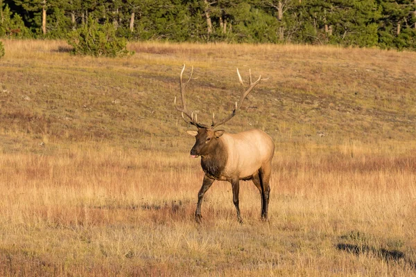 Alce de touro em Rut — Fotografia de Stock