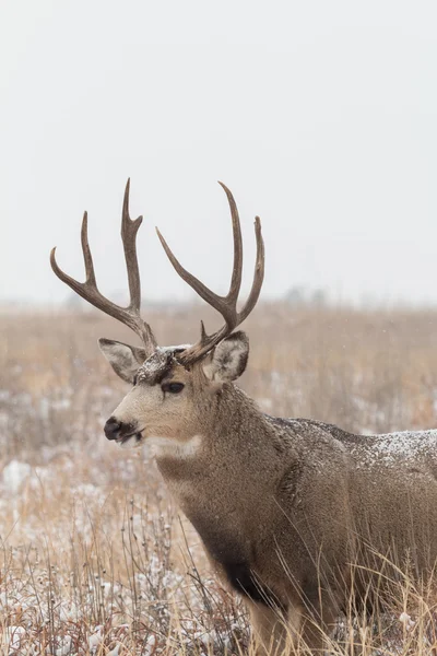Mule Deer Buck in snow — Stock Photo, Image