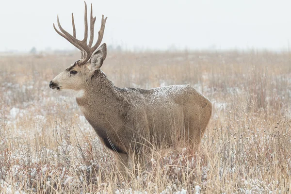 Mule Deer Buck in snow — Stock Photo, Image