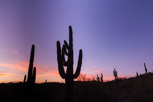 Arziona пустеля захід сонця — стокове фото