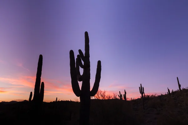 Tramonto nel deserto di Arziona — Foto Stock