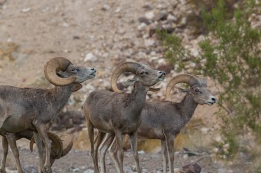 Azgın çöl Bighorn Rams